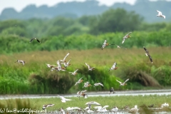 Black-tailed Godwit, Lapwig & Gulls in Flight