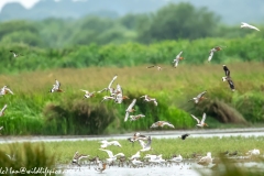 Black-tailed Godwit, Lapwig & Gulls in Flight