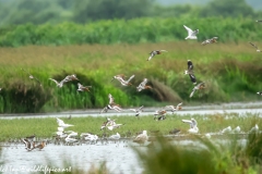 Black-tailed Godwit, Lapwig & Gulls in Flight