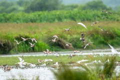 Black-tailed Godwit, Lapwig & Gulls in Flight