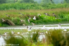 Black-tailed Godwit, Lapwig & Gulls in Flight