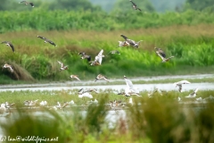 Black-tailed Godwit, Lapwig & Gulls in Flight