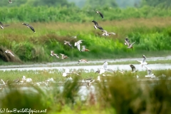 Black-tailed Godwit, Lapwig & Gulls in Flight