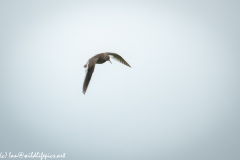 Redshank in Flight Front View