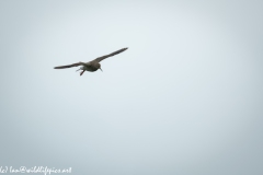 Redshank in Flight Front View