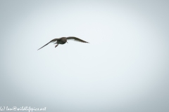 Redshank in Flight Front View