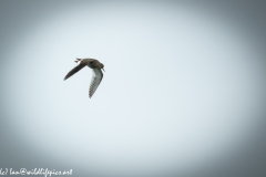 Redshank in Flight Side View