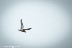 Redshank in Flight Side View