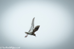 Redshank in Flight Side View