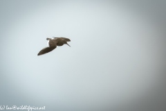 Redshank in Flight Side View