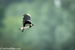 Lapwing in Flight Side View