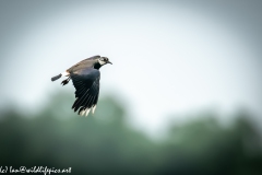 Lapwing in Flight Side View