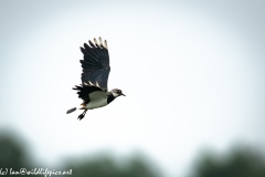 Lapwing in Flight Side View