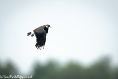 Lapwing in Flight Side View