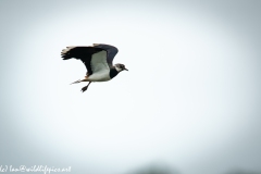 Lapwing in Flight Side View