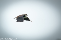 Lapwing in Flight Side View