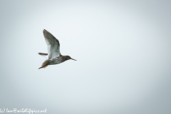 Redshank in Flight Side View