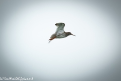 Redshank in Flight Side View