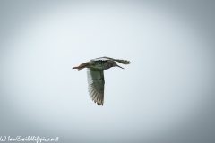 Redshank in Flight Side View