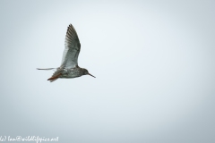 Redshank in Flight Side View