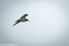 Redshank in Flight Side View