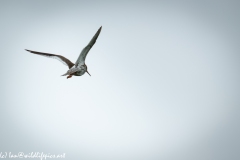 Redshank in Flight Back View