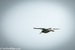 Redshank in Flight Back View