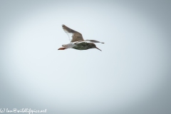 Redshank in Flight Side View