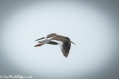 Redshank in Flight Side View