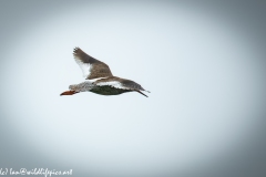 Redshank in Flight Side View