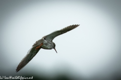 Redshank in Flight Back View