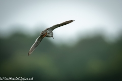 Redshank in Flight Back View