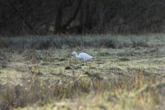 Little Egret