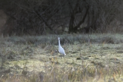 Little Egret