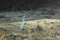 _DSC3279_FineLittle Egret