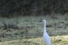 Little Egret