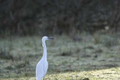 Little Egret