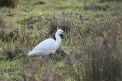 Little Egret