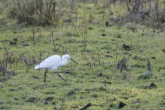 Little Egret