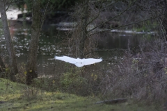 Little Egret in Flight