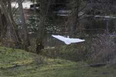 Little Egret in Flight