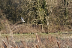 Heron in Flight