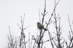 Blue Tit