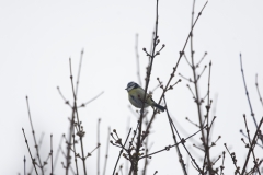 Blue Tit