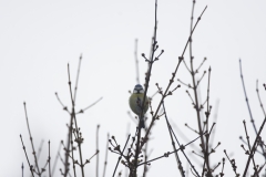 Blue Tit