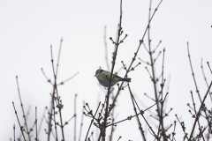 Blue Tit