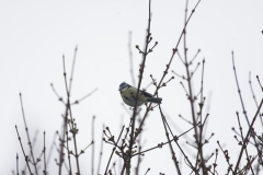 Blue Tit