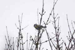 Blue Tit