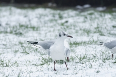 Black-Headed Gull