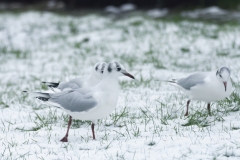 Black-Headed Gulls